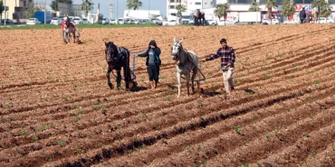 Çiftçi, Patates Tarlasında Geleneksel Yöntemle Çalıştı