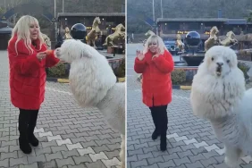 Safiye Soyman elleriyle besleği alpakanın yaptığı karşısında şoke oldu