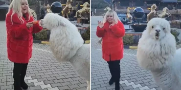 Safiye Soyman elleriyle besleği alpakanın yaptığı karşısında şoke oldu