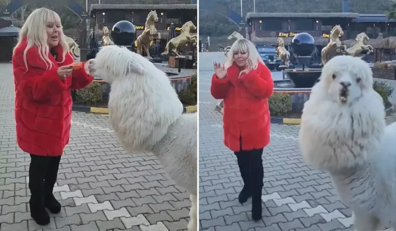 Safiye Soyman elleriyle besleği alpakanın yaptığı karşısında şoke oldu