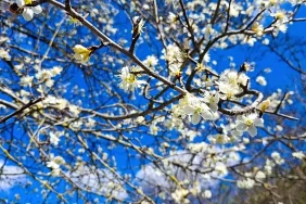 Saimbeyli'de Bahar Çiçekleri Açtı