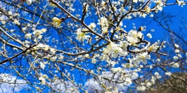 Saimbeyli'de Bahar Çiçekleri Açtı