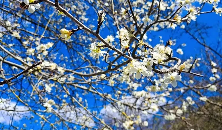 Saimbeyli'de Bahar Çiçekleri Açtı