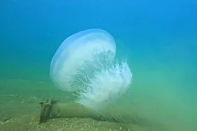 Antalya'da Denizanası Geçişi Kıyılara Ulaştı