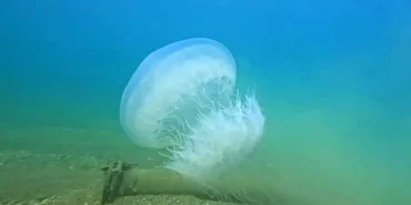 Antalya'da Denizanası Geçişi Kıyılara Ulaştı