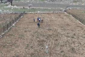 Batman'da Mezrone Üzümü Budama Çalışmaları