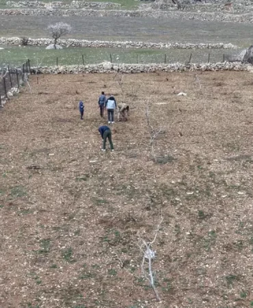 Batman'da Mezrone Üzümü Budama Çalışmaları