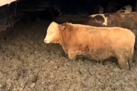 3 kuruş için hayvanlara bunu yaptılar! Bakanlık affetmedi