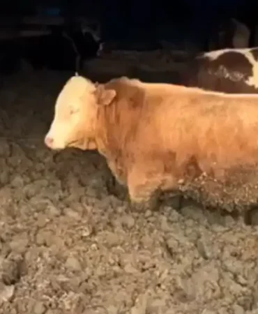 3 kuruş için hayvanlara bunu yaptılar! Bakanlık affetmedi