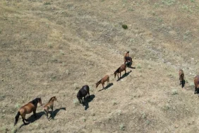 Yılkı Atları Dronla Görüntülendi
