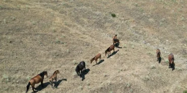 Yılkı Atları Dronla Görüntülendi