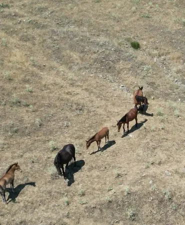 Yılkı Atları Dronla Görüntülendi