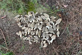 Kuzugöbeği Mantarında Toplama Sezonu Başladı