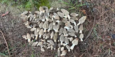 Kuzugöbeği Mantarında Toplama Sezonu Başladı