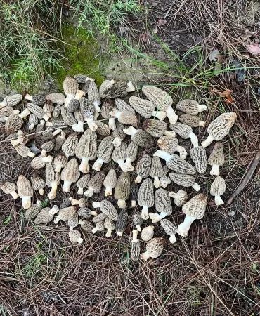 Kuzugöbeği Mantarında Toplama Sezonu Başladı