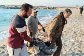 Kuşadası'nda 3 Deniz Kaplumbağası Ölü Bulundu