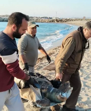 Kuşadası'nda 3 Deniz Kaplumbağası Ölü Bulundu