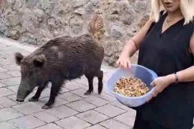 Safiye Soyman kapısına dayanan domuzu elleriyle besledi