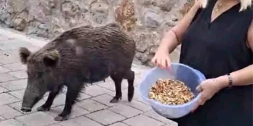 Safiye Soyman kapısına dayanan domuzu elleriyle besledi