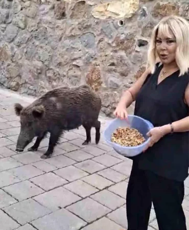 Safiye Soyman kapısına dayanan domuzu elleriyle besledi