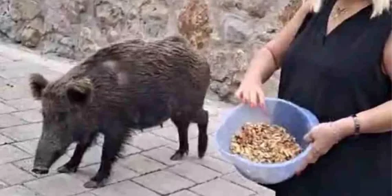 Safiye Soyman kapısına dayanan domuzu elleriyle besledi