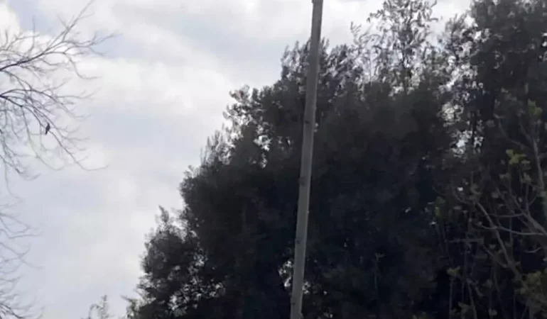 Leylek Yuvası İçin Çağrı