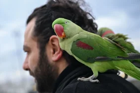 İskender Papağanlarıyla Yaşayan Muhammed İpekçi