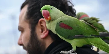 İskender Papağanlarıyla Yaşayan Muhammed İpekçi