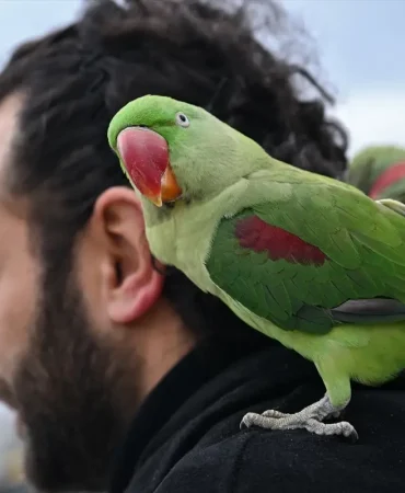 İskender Papağanlarıyla Yaşayan Muhammed İpekçi