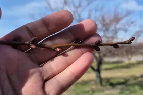Malatya'da Kayısı Ağaçları Tomurcuklanmaya Başladı