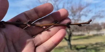 Malatya'da Kayısı Ağaçları Tomurcuklanmaya Başladı