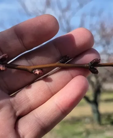 Malatya'da Kayısı Ağaçları Tomurcuklanmaya Başladı