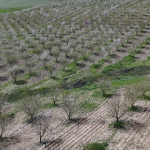 Adıyaman'da Badem Ağaçları Çiçek Açtı