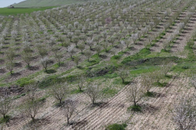 Adıyaman'da Badem Ağaçları Çiçek Açtı