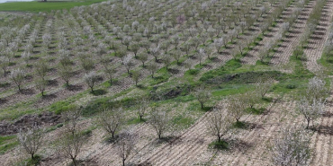 Adıyaman'da Badem Ağaçları Çiçek Açtı