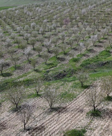 Adıyaman'da Badem Ağaçları Çiçek Açtı