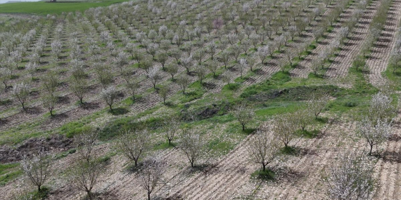 Adıyaman'da Badem Ağaçları Çiçek Açtı