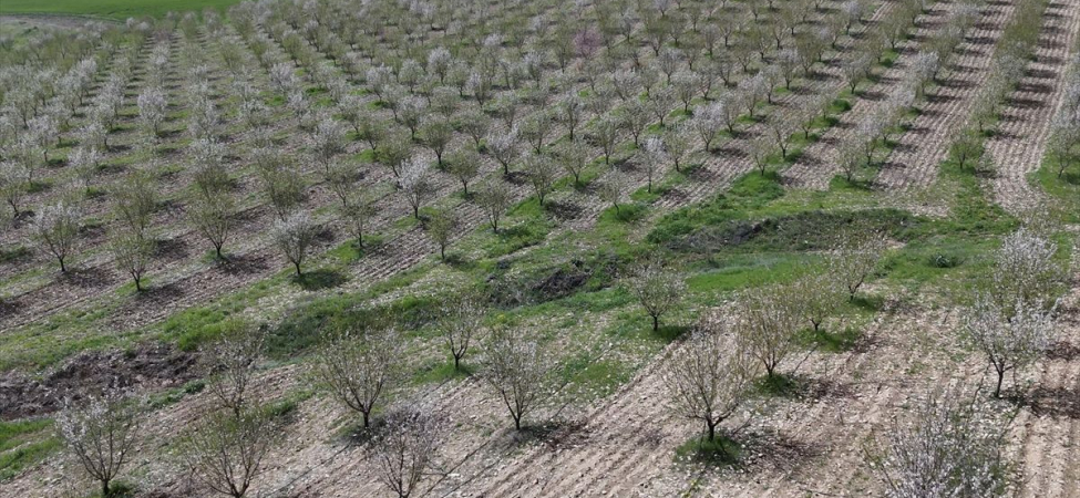 Adıyaman'da Badem Ağaçları Çiçek Açtı