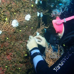 Marmara Denizi'nde Mercan Restorasyonu Projesi