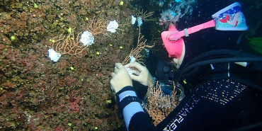 Marmara Denizi'nde Mercan Restorasyonu Projesi