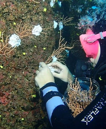 Marmara Denizi'nde Mercan Restorasyonu Projesi