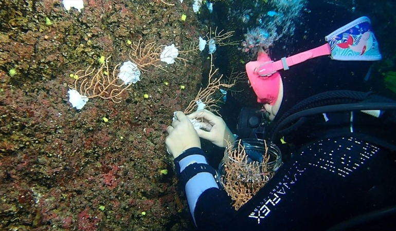 Marmara Denizi'nde Mercan Restorasyonu Projesi