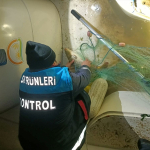 Kaçak Av: 60 Kilo Sazan Kurtarıldı