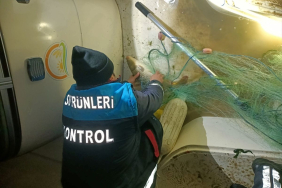 Kaçak Av: 60 Kilo Sazan Kurtarıldı