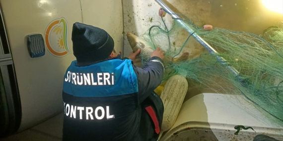 Kaçak Av: 60 Kilo Sazan Kurtarıldı