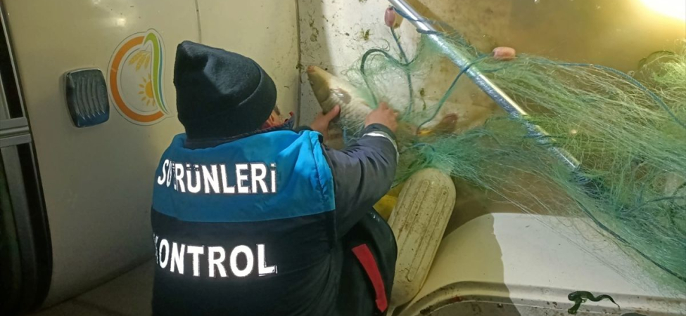 Kaçak Av: 60 Kilo Sazan Kurtarıldı