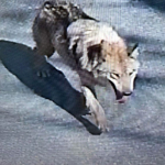 Şehirde 'canavar' alarmı! Tünel kazarak kaçtı, uyarı üstüne uyarı yapılıyor