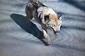 Şehirde 'canavar' alarmı! Tünel kazarak kaçtı, uyarı üstüne uyarı yapılıyor