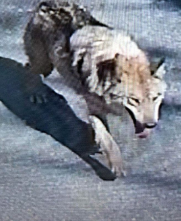 Şehirde 'canavar' alarmı! Tünel kazarak kaçtı, uyarı üstüne uyarı yapılıyor