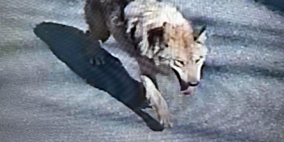 Şehirde 'canavar' alarmı! Tünel kazarak kaçtı, uyarı üstüne uyarı yapılıyor